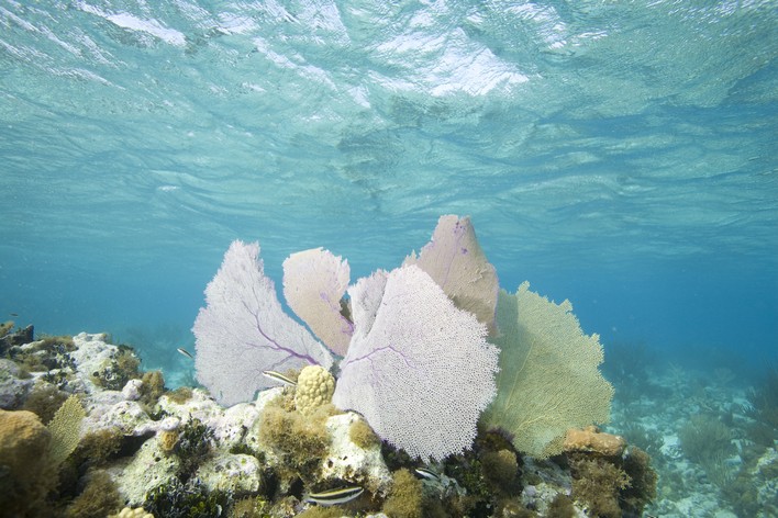 Plaisir en plongée sous-marine PADI