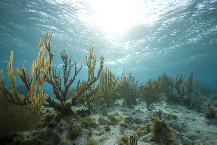 Plaisir en plongée sous-marine PADI