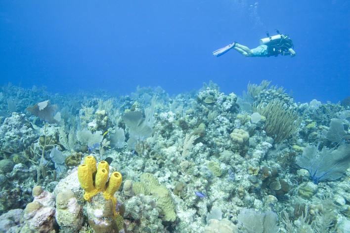 Plaisir en plongée sous-marine PADI