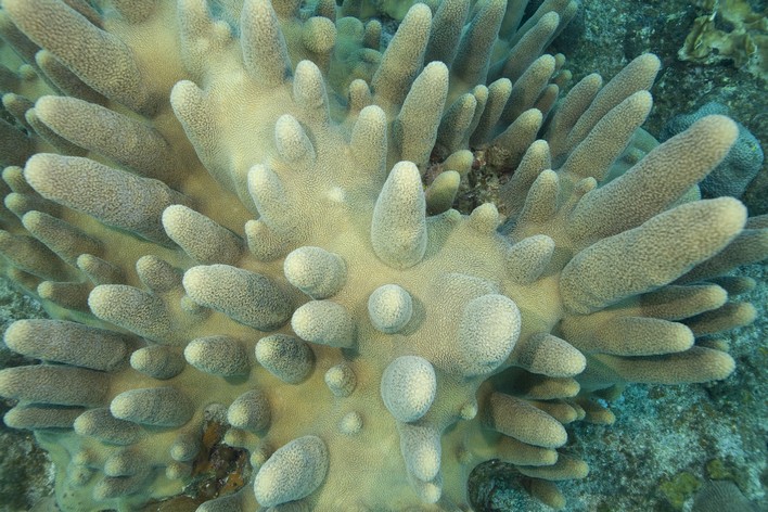 Plaisir en plongée sous-marine PADI