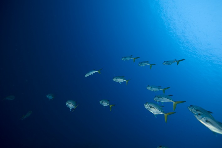 Plaisir en plongée sous-marine PADI