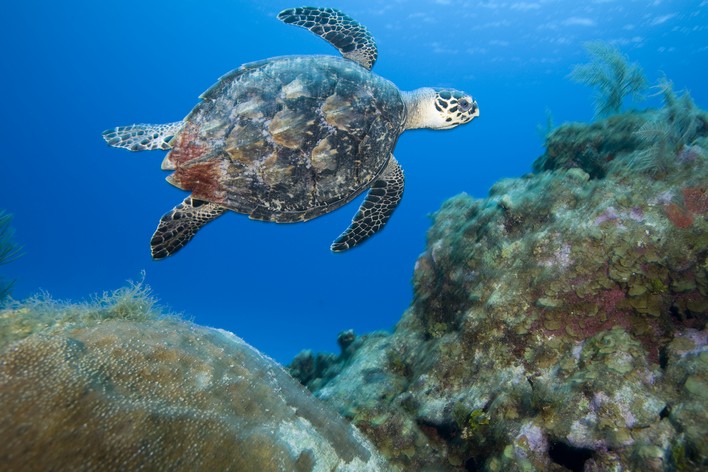 Plaisir en plongée sous-marine PADI